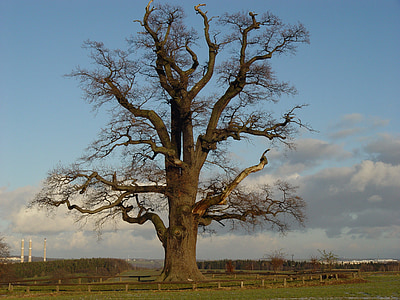 oak, tree, nature, sky, still life, landscape, trees