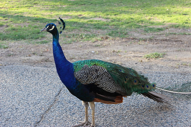 peacock, bird, animal, blue, feather, tail, colorful