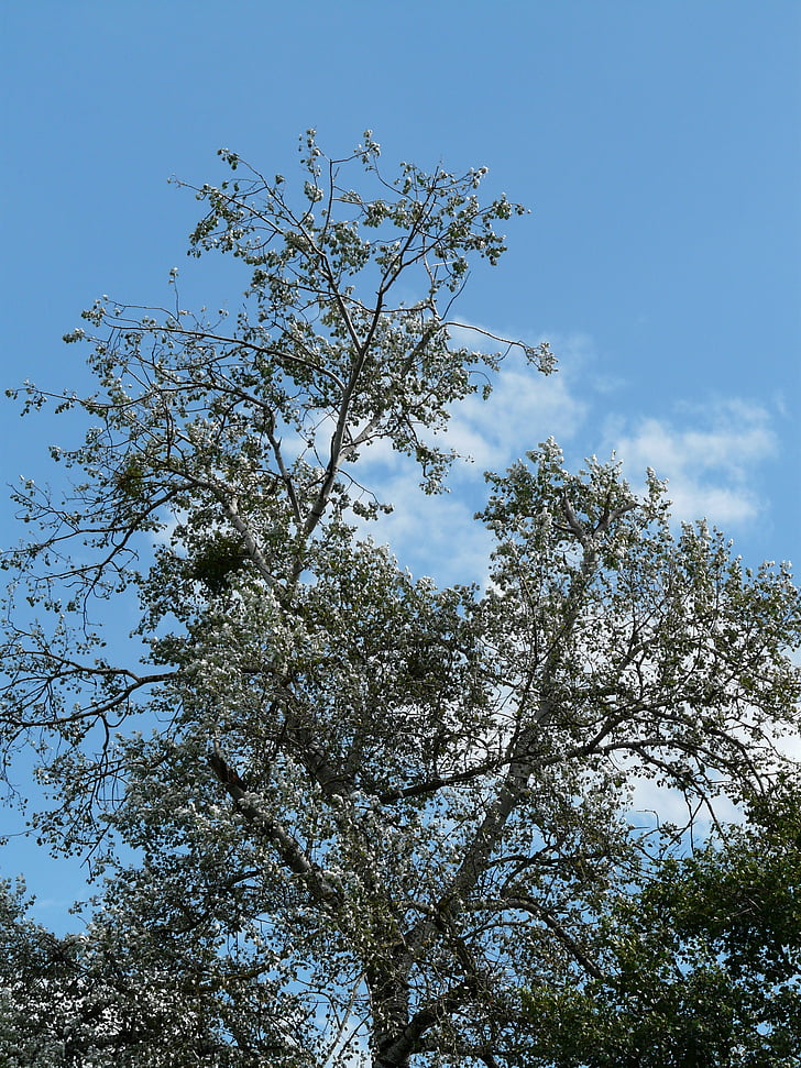 Populus alba, árvore, Poplar, Choupo branco, estufa de pastoreio, Salicaceae, natureza