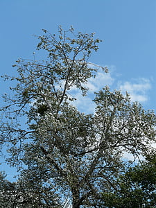 Populus alba, copac, Plop, Plop alb, păşunat cu efect de seră, Salicaceae, natura