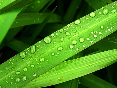 víz, csepp, levél, fű, zöld, Harmat, eső