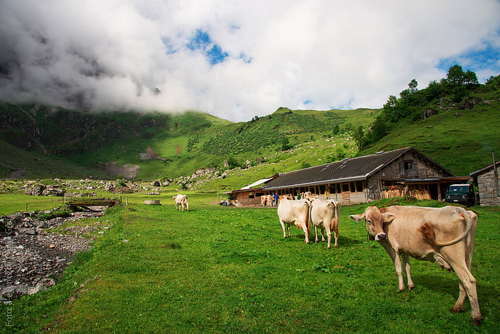 vacas, Suíça, Cantão de glarus, Glarus, Alp, Oberblegisee, Alpes de Glarus