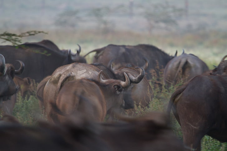 vodne bivole, Buffalo, National park, Afrika, Afriški bivol, velikih pet, Kenija