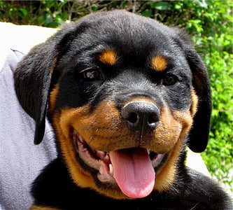Rottweiler, filhote de cachorro, cão, canino, bonito, Alemão, peles