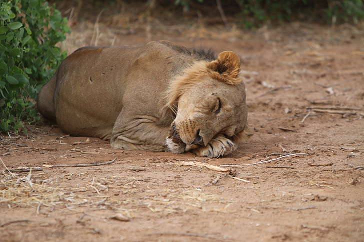 Leo, dröm, Afrika, naturen, Lion - feline, vilda djur, Safari djur