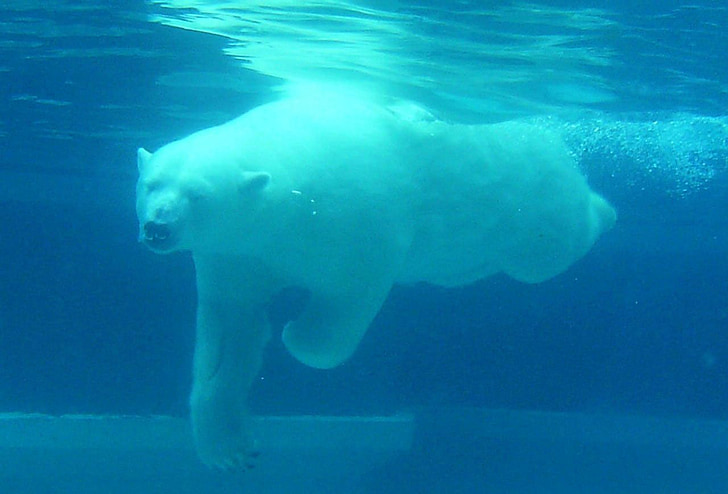 bear, polar, diving, water, under, white, arctic