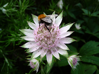 con ong, Hoa, Sân vườn, côn trùng, Thiên nhiên, mùa hè, thực vật