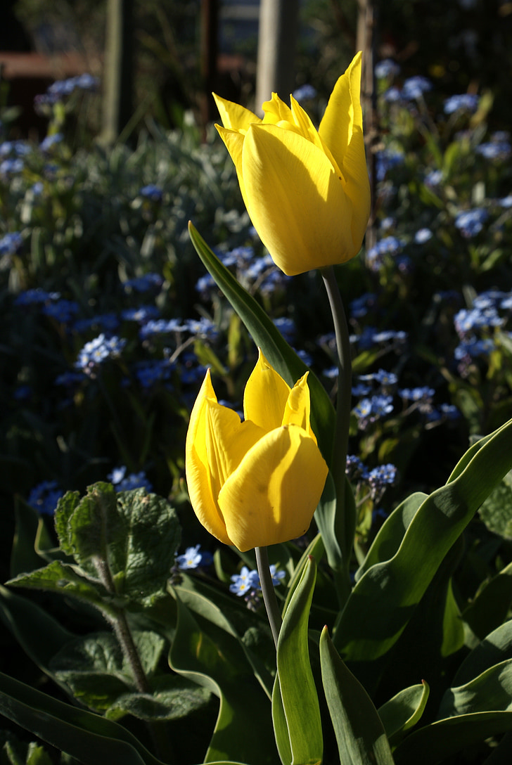 květiny, jaro, závod, žlutý květ