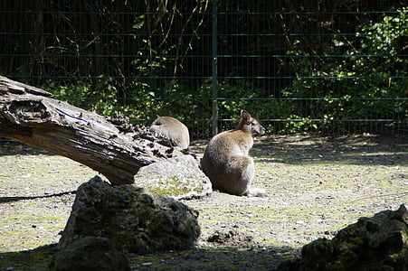canguru, canguru de Bennet, jardim zoológico, animal Zoo, mamífero, animal, gabinete