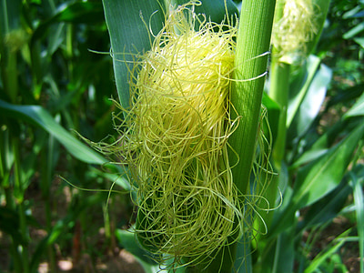 Кукуруза, трубы кукурузы, кукурузный волос