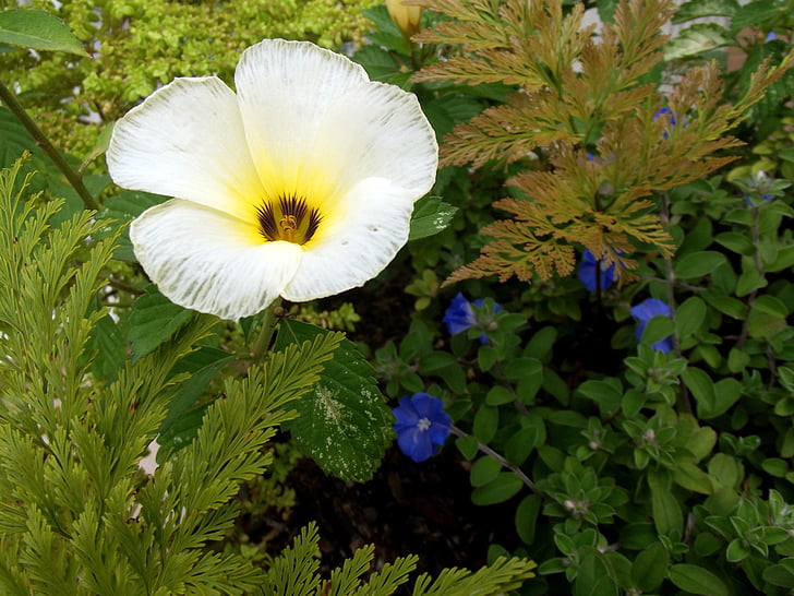 blomster, hvit or, turnera subulata, hage, natur, grønn, hvite kronbladene