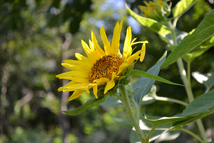 sunflower, flower, nature, floral, spring, green, plant