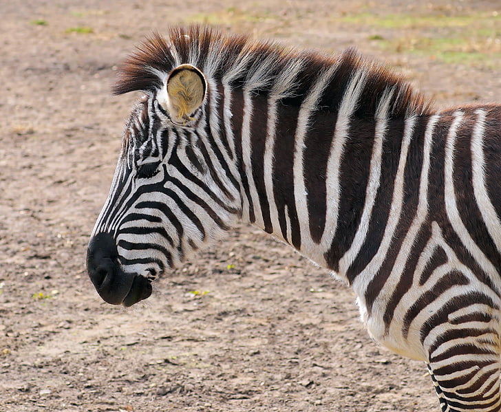 Zebra, stribet, sort og hvid, Zoo, dyr, Perissodactyla, Afrika