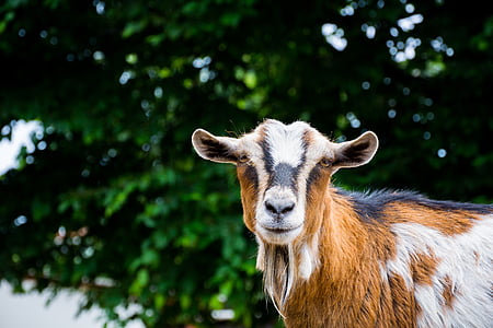 goat, goats, zoo, petting zoo, wildlife photography, goatee, nature