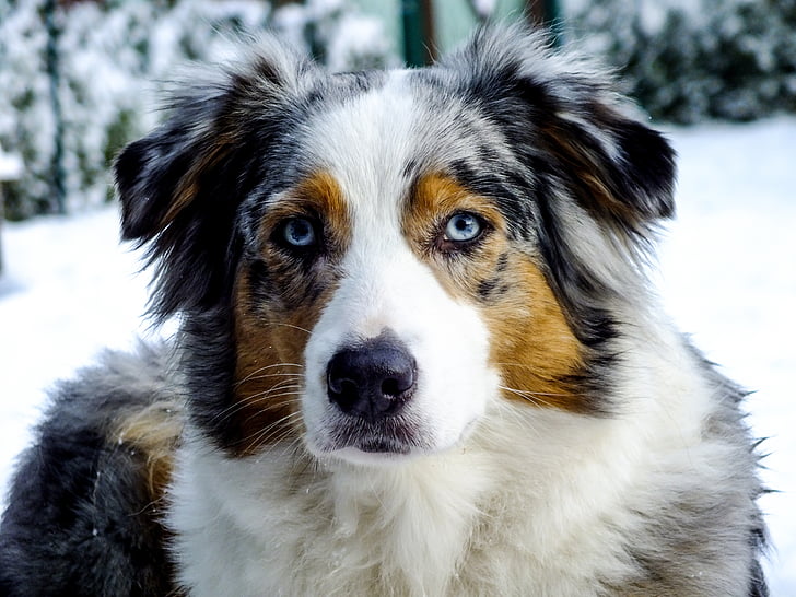 pies, Owczarek australijski, Blue merle, portret zwierząt, zwierzętom, śnieg
