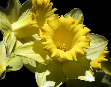 Daffodil, bunga, Taman, alam, bunga, Blossom, mekar