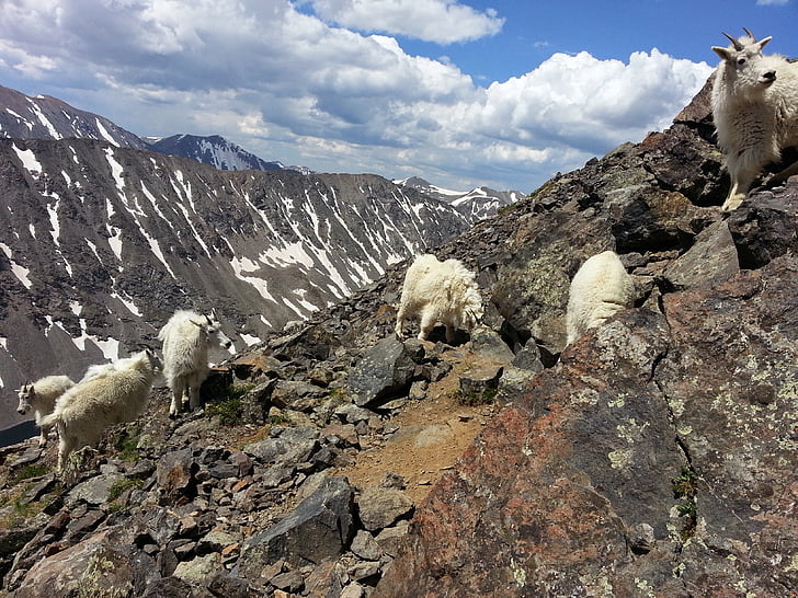 horské kozy, kozy, Hora, dilema peak, zvířata