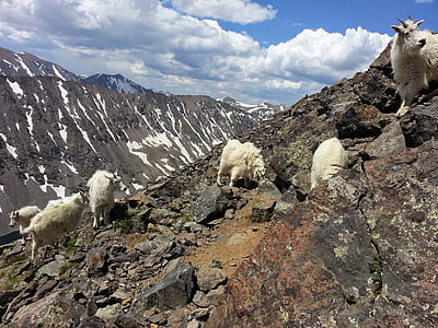 mountain goats, goats, mountain, quandary peak, animals