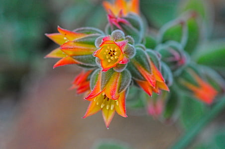 Euphorbia ramipressa, cvijet, biljka, miriše na ljeto, vrt, priroda, Crveni