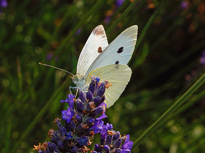 πεταλούδα, λευκό, έντομο, Πεταλούδες, ζώο, φύση, το καλοκαίρι