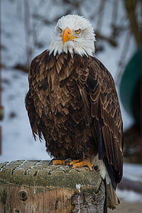 Aquila calva, Adler, uccello della preda, Raptor, falconeria, uccello, un animale
