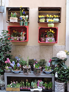 tienda, flores, colorido, colores, tulipanes