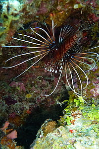 lionfish, Ramiojo vandenyno rotfeuerfisch, gražu, gražus, Ypatingai, spalvinga