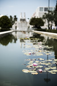 water lily, Lissabon, Lisboa, Portugal, oude stad, historisch, stad
