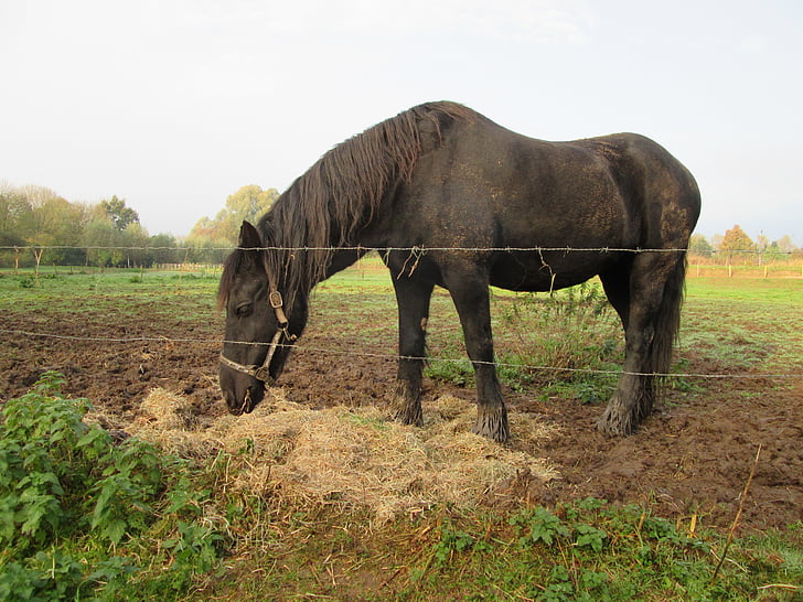 马, 乳清, 肮脏, 污垢, 稻草, 干草, 自然