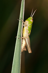 insect, grasshopper, macro, close