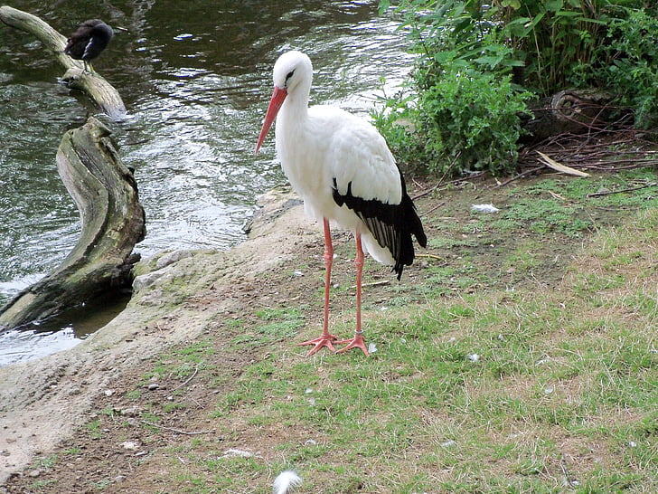 stork, animals, nature