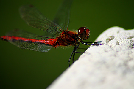 libélula, rojo, impresionante, insectos, animal, naturaleza, macro