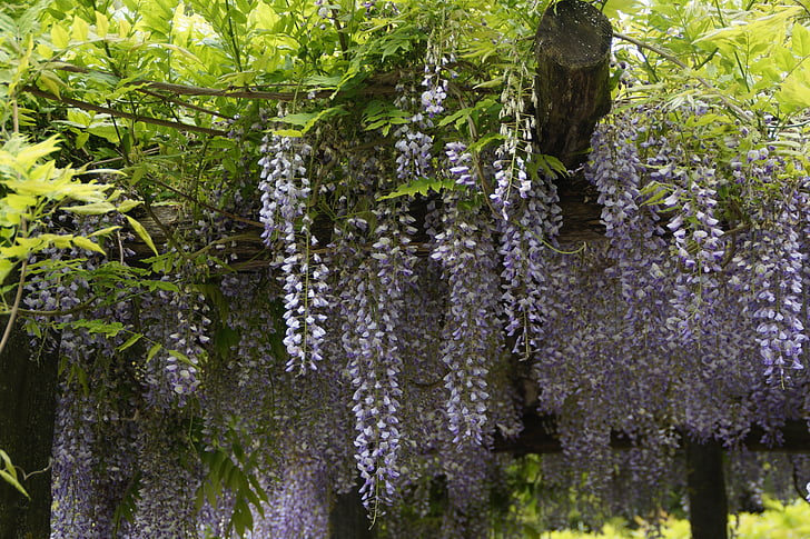 wisteria, blue rain, close, flowers, bloom, flower, early summer