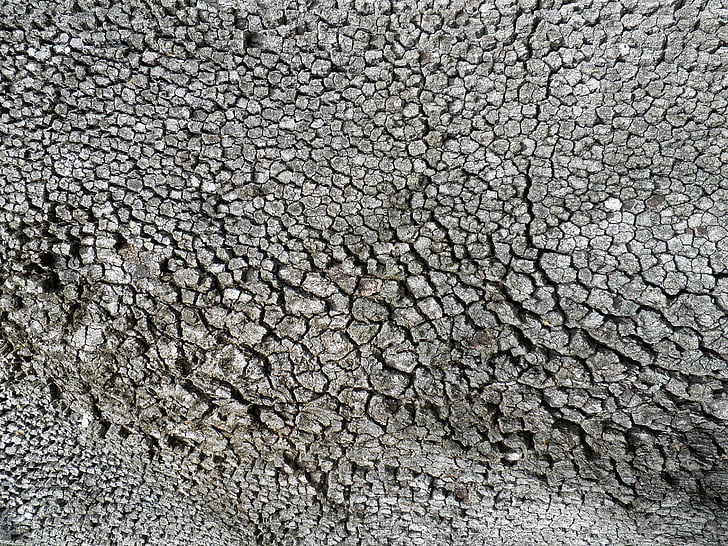 textura, kmen, borovice, strom