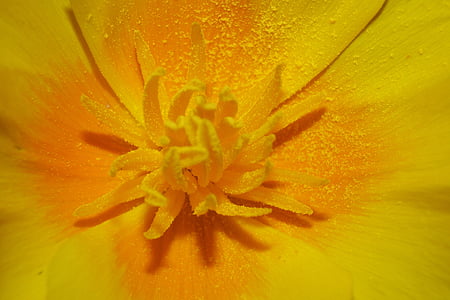 makro, Blossom, mekar, Golden mata, bunga kecil, bunga, fotografi makro