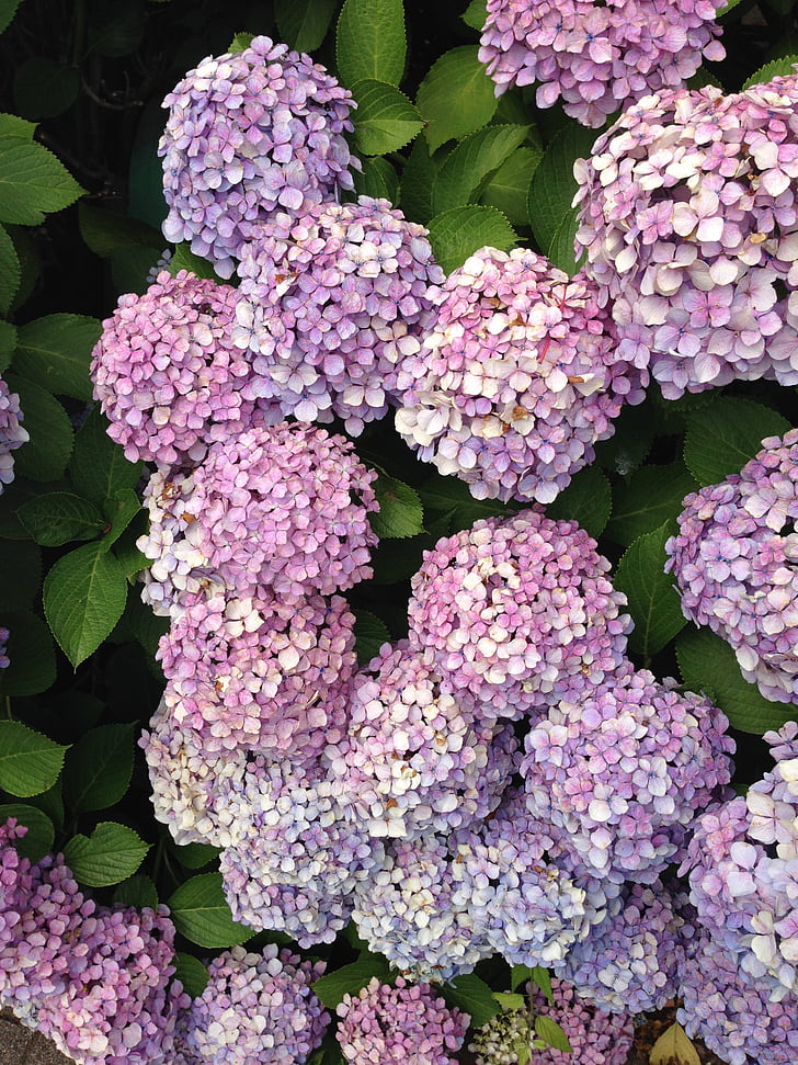 Hortenzija, gėlės, violetinė, floros, Bušas