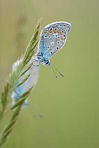 vlinders, Close-up, gras, insecten, plant, lente