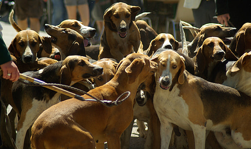 chiens de chasse, chasse, Pack, chasse à courre