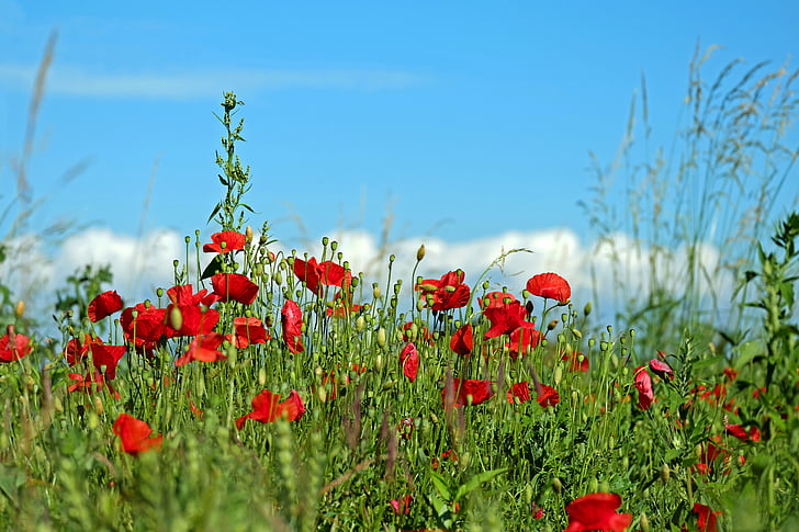 red poppy, klatschmohn, poppy, field of poppies, poppy flower, red, wild flowers
