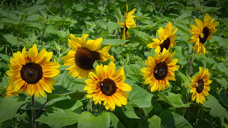 sunflower, blossom, bloom, plant, yellow, nature, flowers