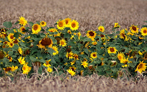 polje, Sončnica, cvet, rumena, rastlin, rast, narave