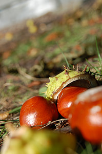 Jedlé kaštany, podzim, Koňský kaštan