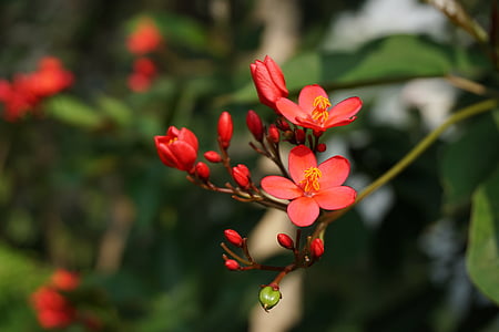 flor Begonija, Parc, flor, flor, creixement, planta, vermell
