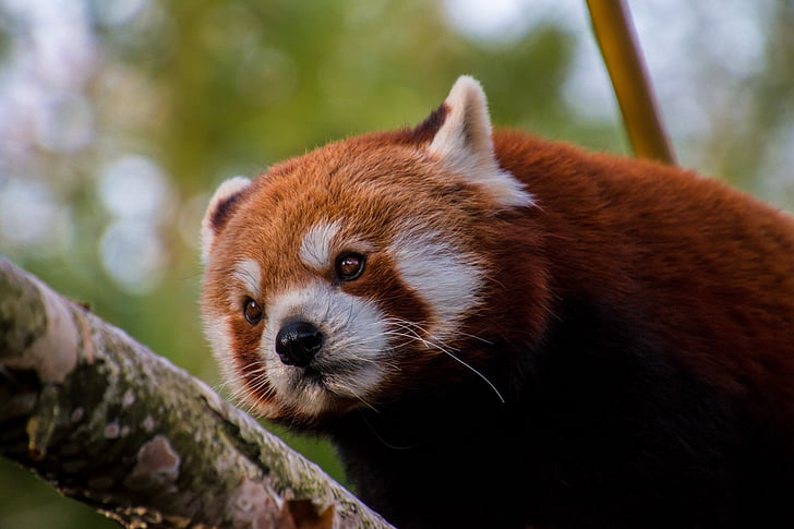 panda rojo, Panda, dulce, bambú, mamíferos, en peligro de extinción, fulgens de Ailurus