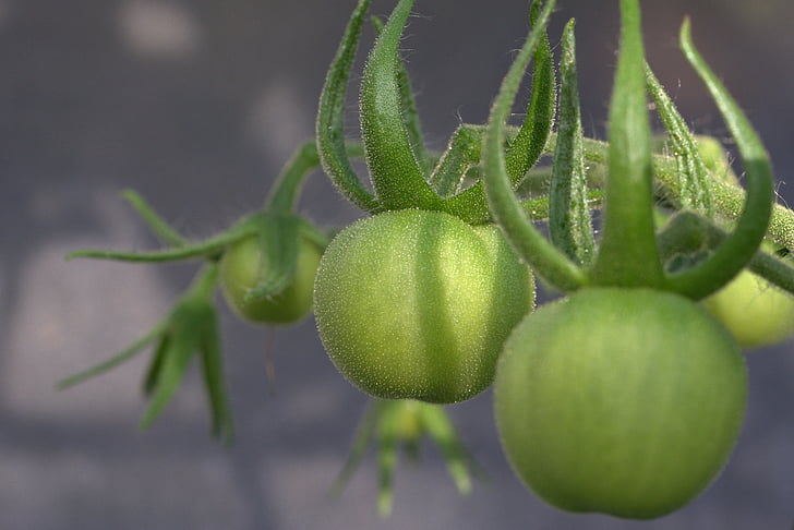domates, sebze, nachtschattengewächs, Solanum mezhep, Lycopersicon, Yeşil domates, Yeşil