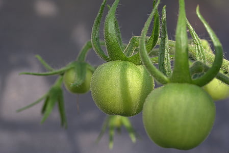 tomate, produtos hortícolas, nachtschattengewächs, seita de Solanum, Lycopersicon, tomate verde, verde