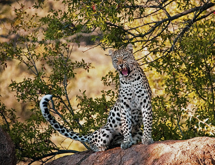 Leopard, bocejo, manhã, vida selvagem, natureza, gato, animal