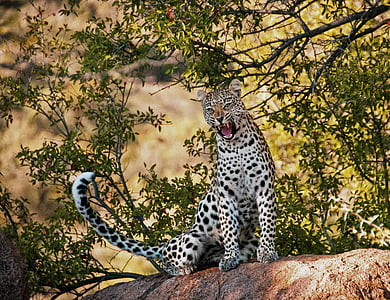 Leopard, žāvas, no rīta, savvaļas dzīvnieki, daba, kaķis, dzīvnieku