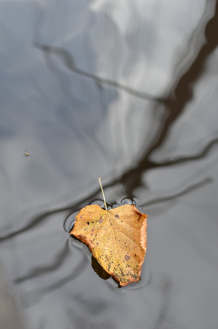 leaf, floating, mast, sailing vessel, autumn