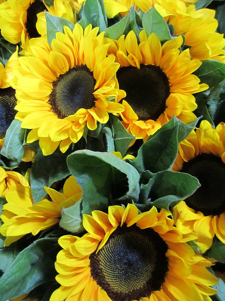 bunga matahari, bunga, kuning, banyak, Blossom, mekar, karangan bunga